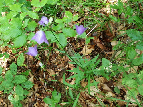 Jacinthe des bois — Bild 3