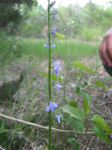 Famille des campanules — Bild 2
