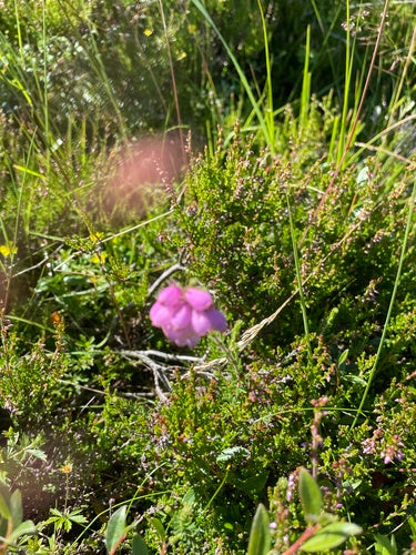 Bell Heath — Bild 5