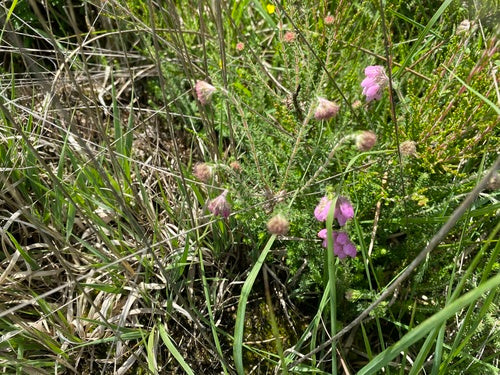 Bell Heath — photo 5 sur 32