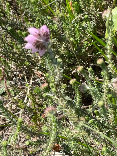 Bell Heath — Bild 3