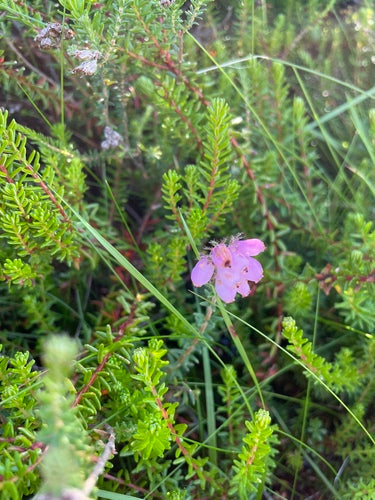 Bell Heath — Bild 4