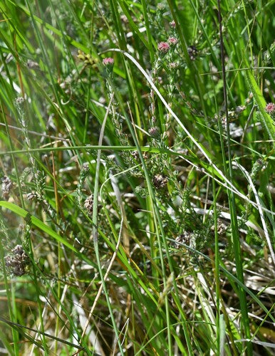 Bell Heath — photo 4 sur 32