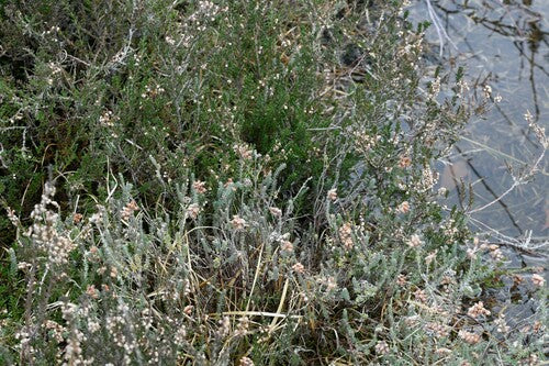 Bell Heath — photo 3 sur 32