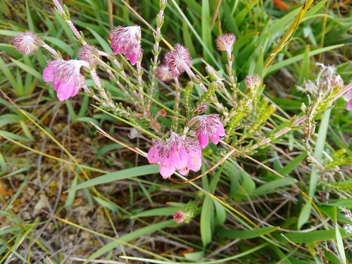 Bell Heath — Bild 2