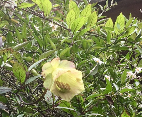 Vigne en cloche — Bild 4