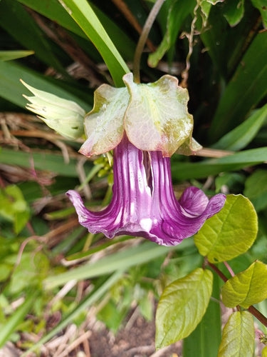 Vigne en cloche — Bild 1