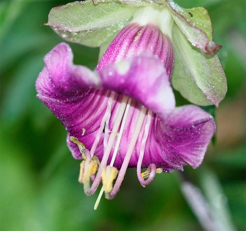 Vigne en cloche — Bild 5