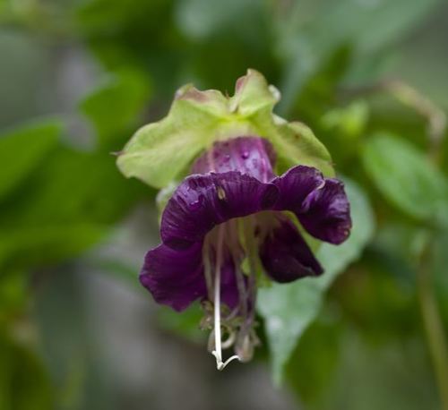 Vigne en cloche — photo 2 sur 22