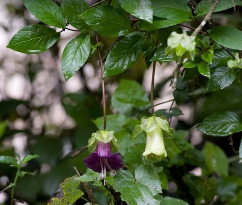 Vigne en cloche — photo 1 sur 22