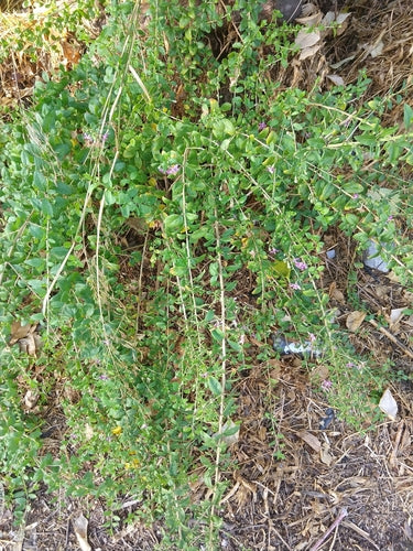 Baies de Goji — Bild 4