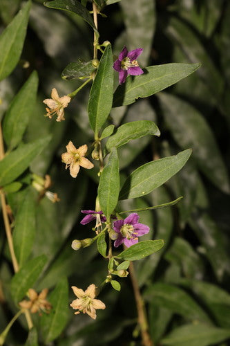 Baies de Goji — Bild 3