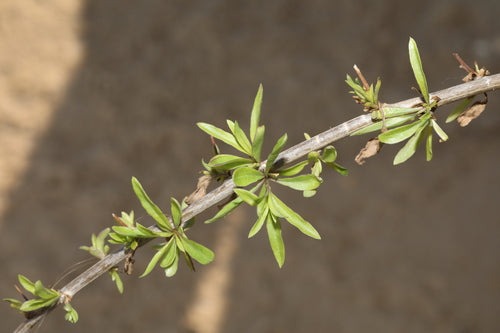 Baies de Goji — Bild 1