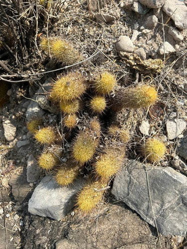 Cactus épineux doré — photo 5 sur 5