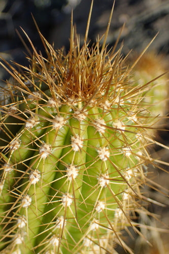 Cactus torche dorée — Bild 5
