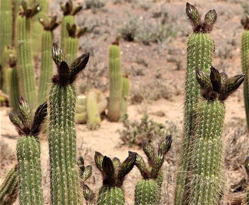 Cactus torche dorée — Bild 4