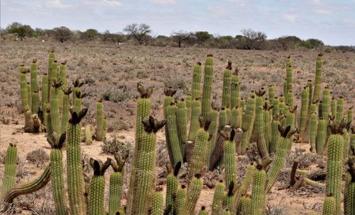 Cactus torche dorée — Bild 3