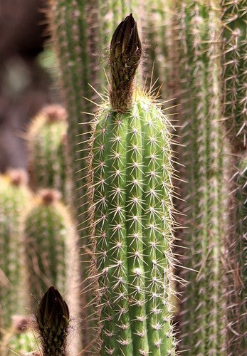 Cactus torche dorée — Bild 2