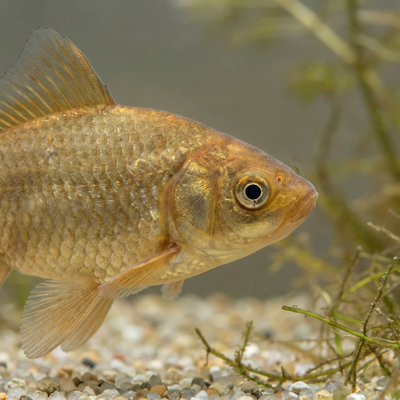 Poisson rouge