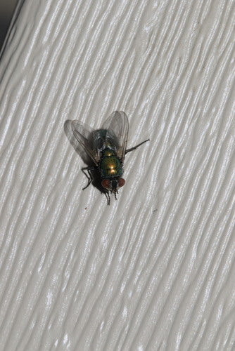 Mouche d'or — photo 5 sur 10