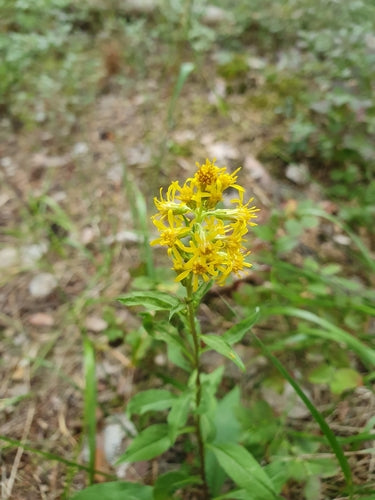 Verge d'or — photo 3 sur 44