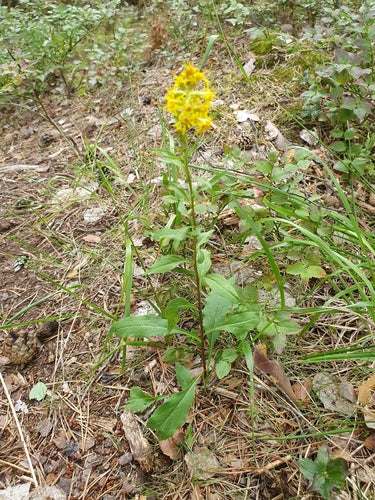 Verge d'or — photo 2 sur 44