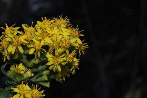 Verge d'or — Bild 3