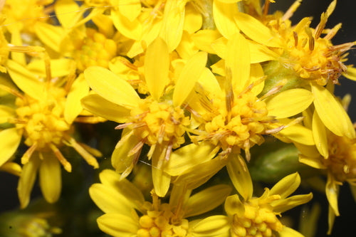 Verge d'or — Bild 2