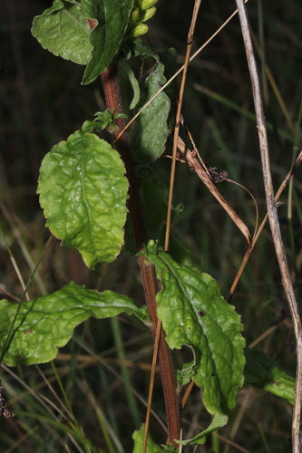 Verge d'or — Bild 1