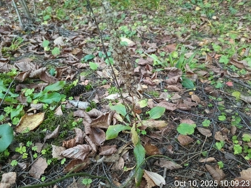Verge d'or — photo 5 sur 44