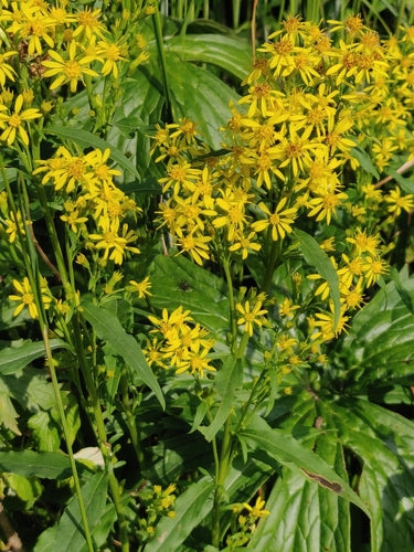 Verge d'or — photo 1 sur 44