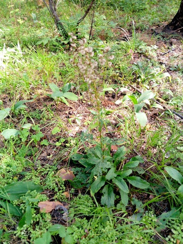 Verge d'or — Bild 5