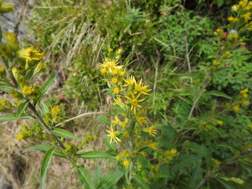 Verge d'or — photo 4 sur 44