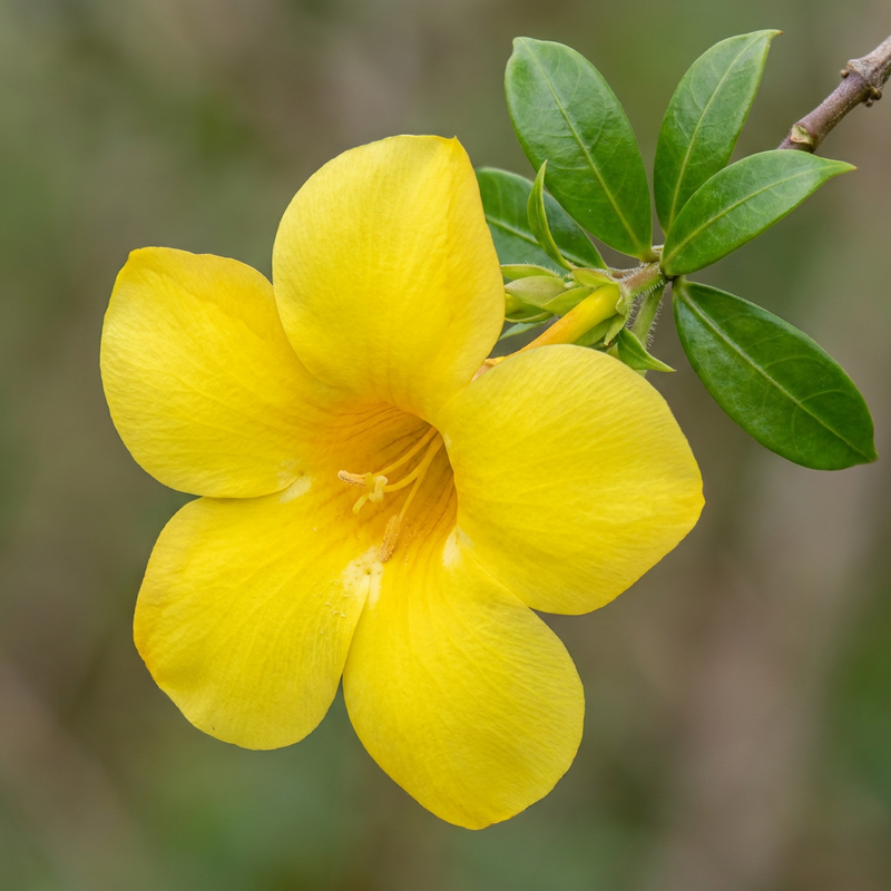 Trompette d'or
