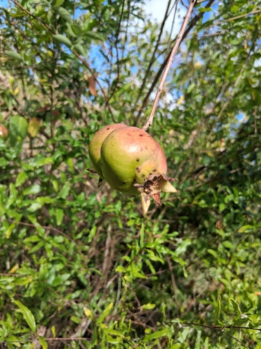 grenade — Bild 2