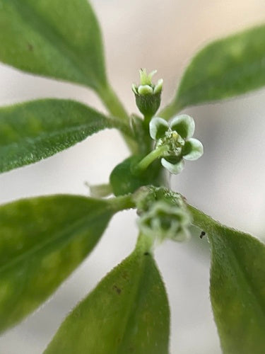 Euphorbe feuillue — Bild 2