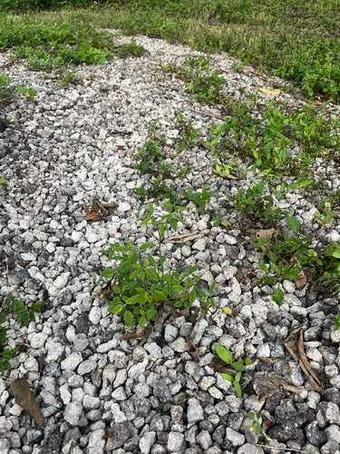 Euphorbe feuillue — Bild 1