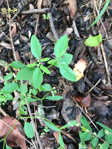 Euphorbe feuillue — Bild 5