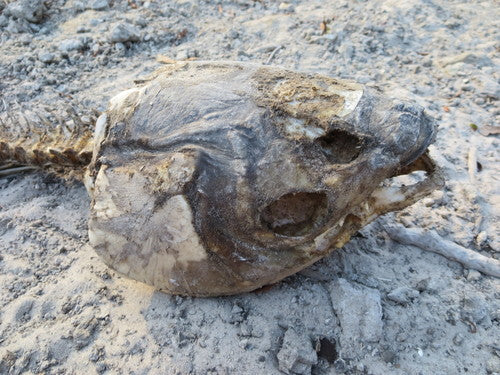 Carpe herbivore — Bild 4