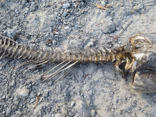 Carpe herbivore — Bild 3