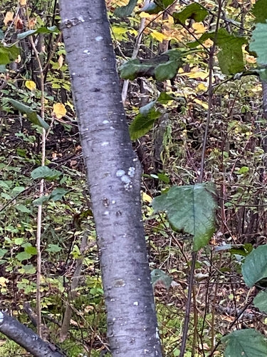 Aulne gris — Bild 4
