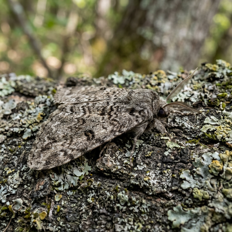 Papillon gris de l'écorce