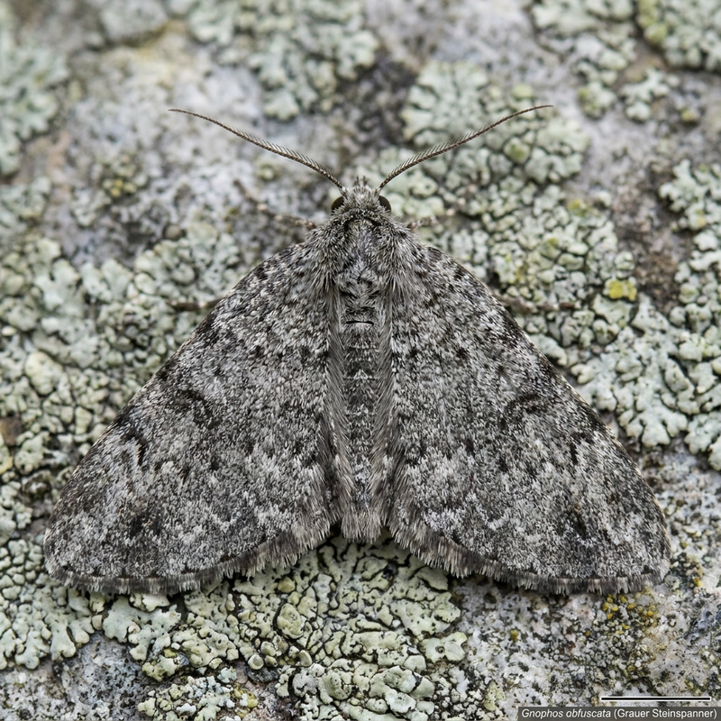 Papillon de pierre gris