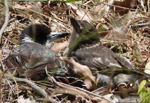 Pie-grièche écorcheur — photo 4 sur 8