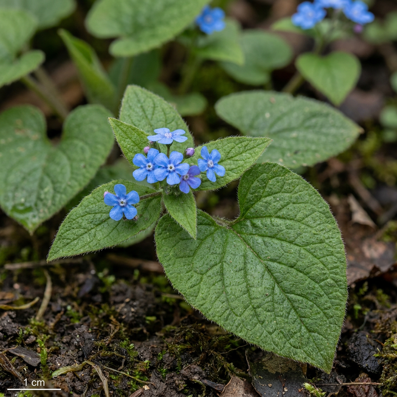 Myosotis du Caucase à grandes feuilles