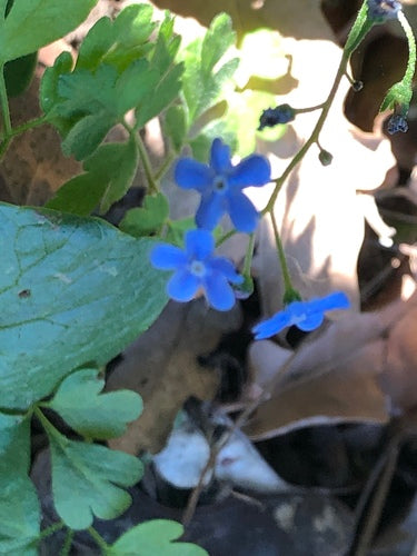 Myosotis du Caucase à grandes feuilles — photo 4 sur 10