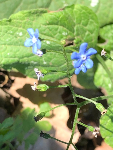 Myosotis du Caucase à grandes feuilles — photo 5 sur 10