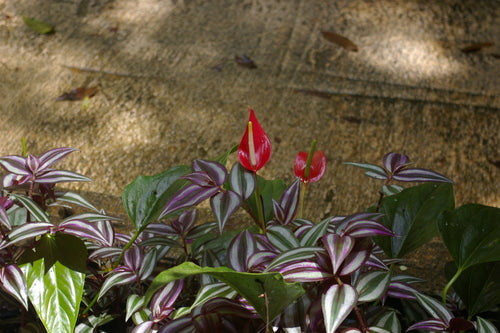 Grande fleur de flamant rose — Bild 5