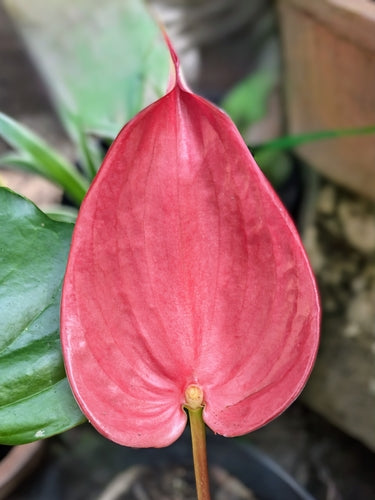 Grande fleur de flamant rose — Bild 3