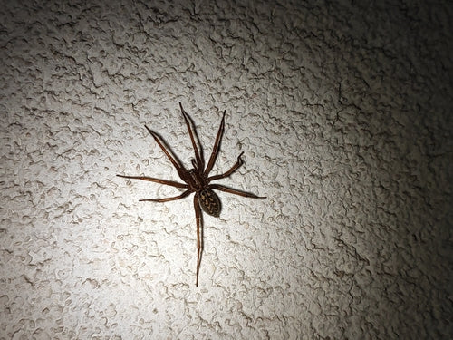 Grande araignée de maison — Bild 5
